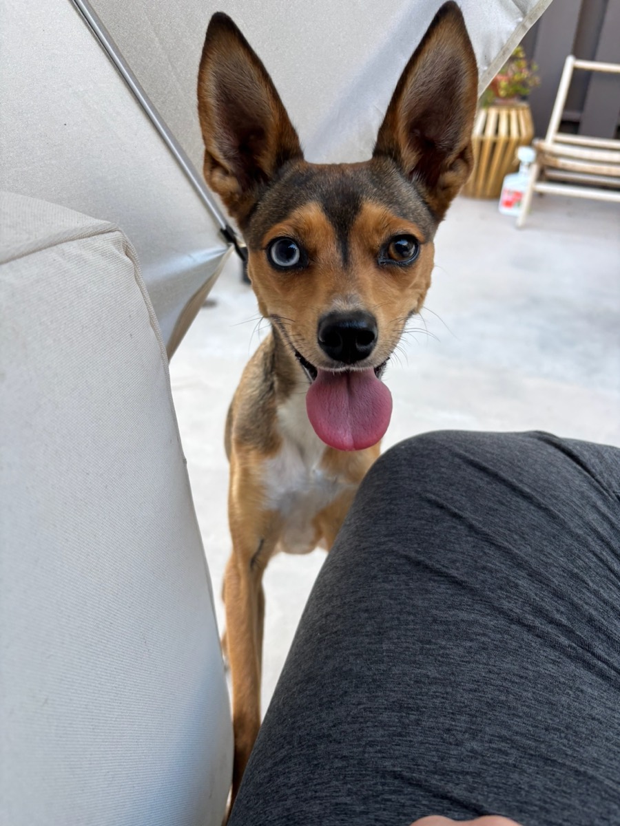 Brie, a small tan dog with big ears, one blue eye and her tongue out