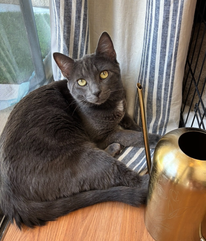 Squid, a gray cat with yellow eyes, curled up by a striped curtain